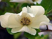 FLORE (22).JPG